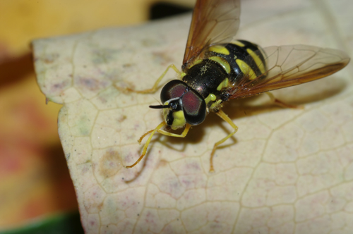 Chrysotoxum cf.intermedium